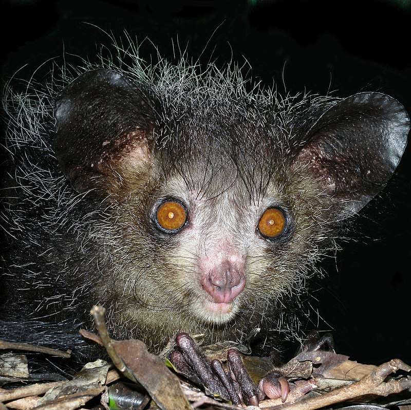 animales aye aye wikipedia