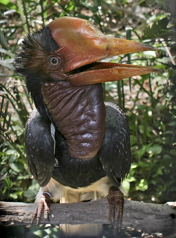 animales calao yelmo wikipedia