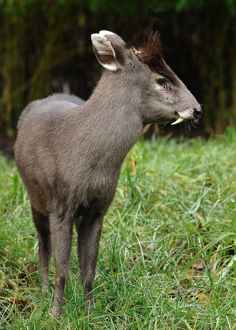 animales ciervo copete wikipedia