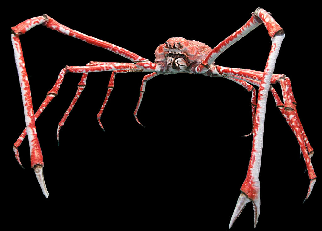 animales macrocheira wikipedia