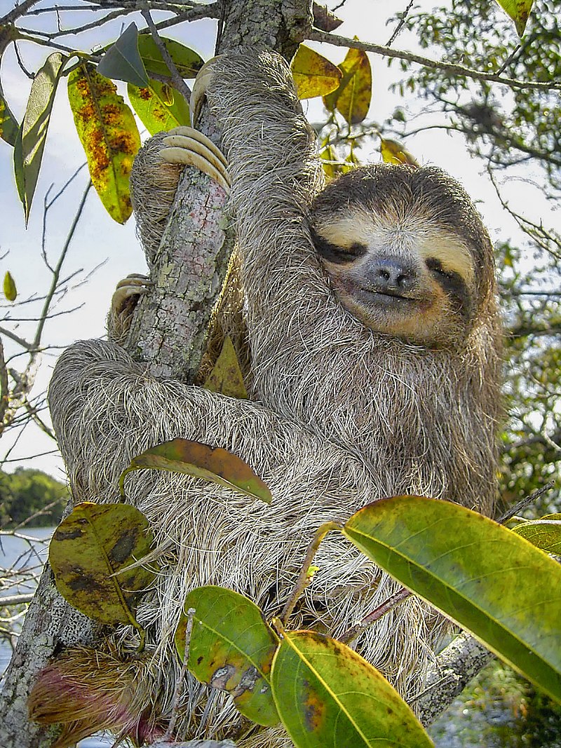 animales perezoso wikipedia