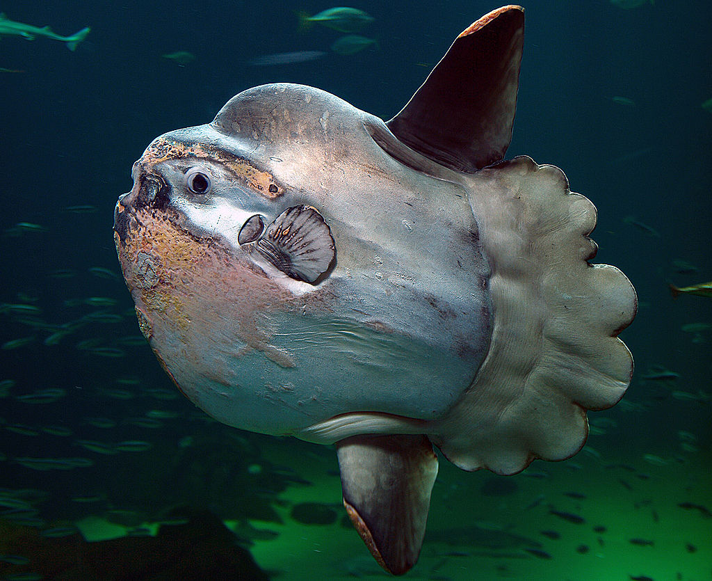 animales pez luna wikipedia