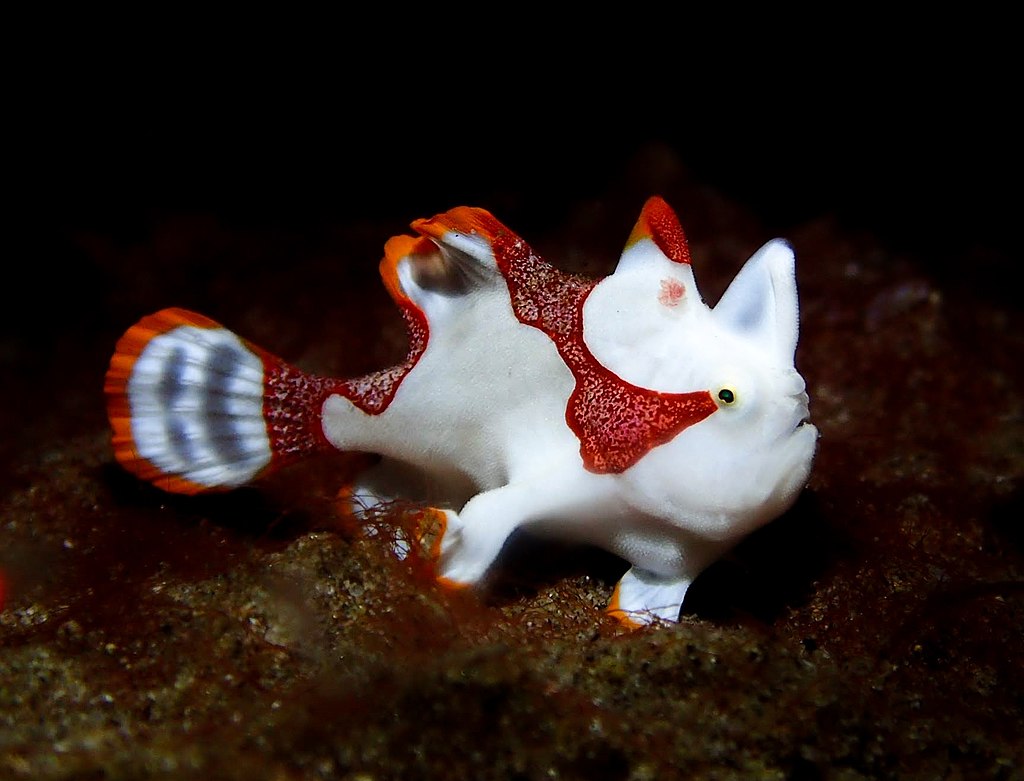 animales pez rana payaso wikipedia