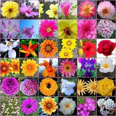 flores de bach2